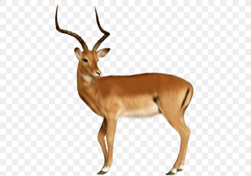 Deer Animal Dog Clip Art, PNG, 480x575px, 3d Computer Graphics, Deer, Animal, Animal Figure, Antelope Download Free