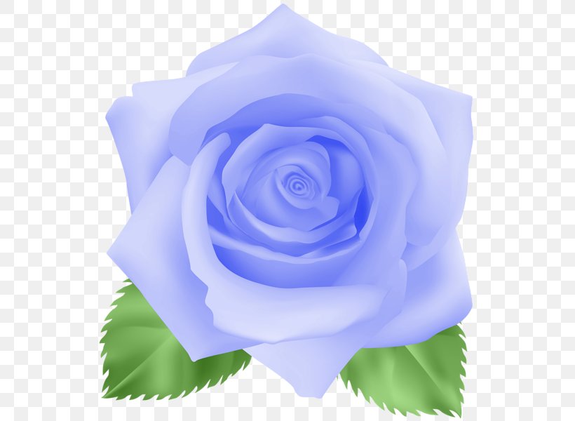 Flower Lavender Centifolia Roses Blue Rose Clip Art, PNG, 551x600px, Flower, Art, Azure, Blue, Blue Rose Download Free