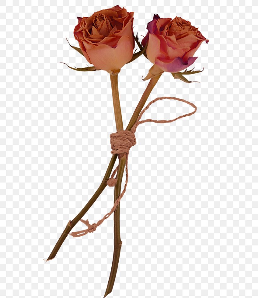 Garden Roses Flower Herbarium Clip Art, PNG, 550x947px, Garden Roses, Artificial Flower, Cut Flowers, Digital Image, Floral Design Download Free
