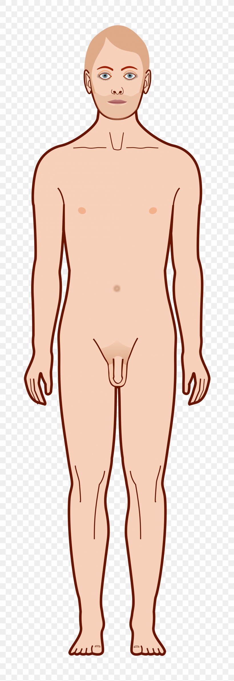 Homo Sapiens Diagram Vitruvian Man, PNG, 2000x5810px, Watercolor, Cartoon, Flower, Frame, Heart Download Free