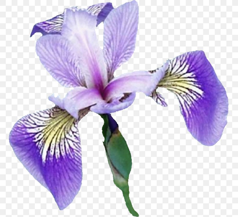 Northern Blue Flag Iris Croatica Botanical Illustration Campiano, PNG, 759x747px, Northern Blue Flag, Art, Blog, Botanical Illustration, Botany Download Free