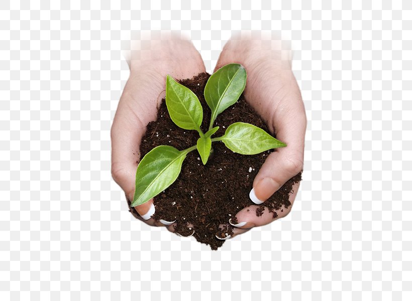 Organic Food Herb Organic Farming, PNG, 800x600px, Organic Food, Flowerpot, Food, Gardener, Gardening Download Free