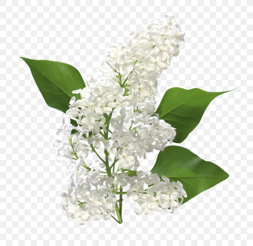 Common Lilac Clip Art Image, PNG, 800x800px, Common Lilac, Black, Branch, Cut Flowers, Flower Download Free
