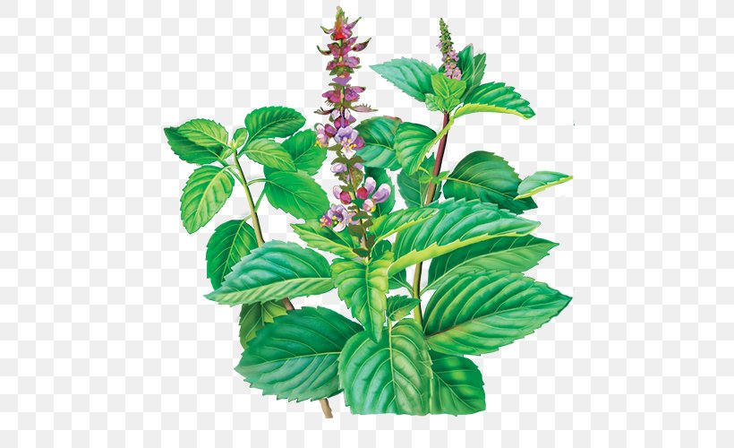 Herbal Tea Holy Basil Herbal Tea, PNG, 500x500px, Tea, Basil, Clove, Flowering Plant, Flowerpot Download Free