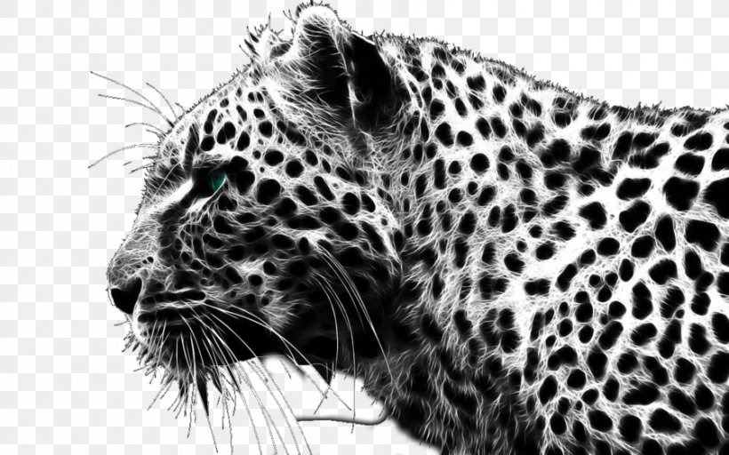 Leopard Cheetah Black Panther Lion Wallpaper, PNG, 900x563px, Cheetah, Art, Artist, Big Cats, Black And White Download Free
