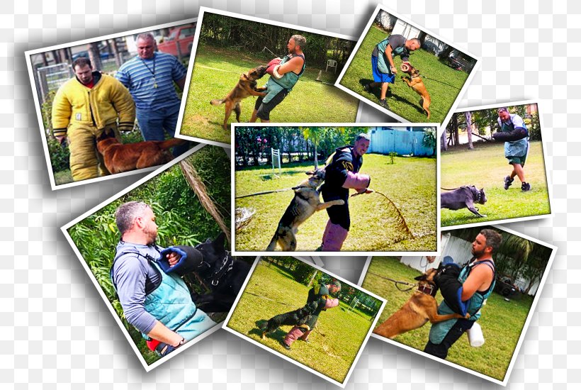 Photographic Paper Photomontage Collage Leisure, PNG, 800x550px, Paper, Collage, Google Play, Google Play Music, Grass Download Free