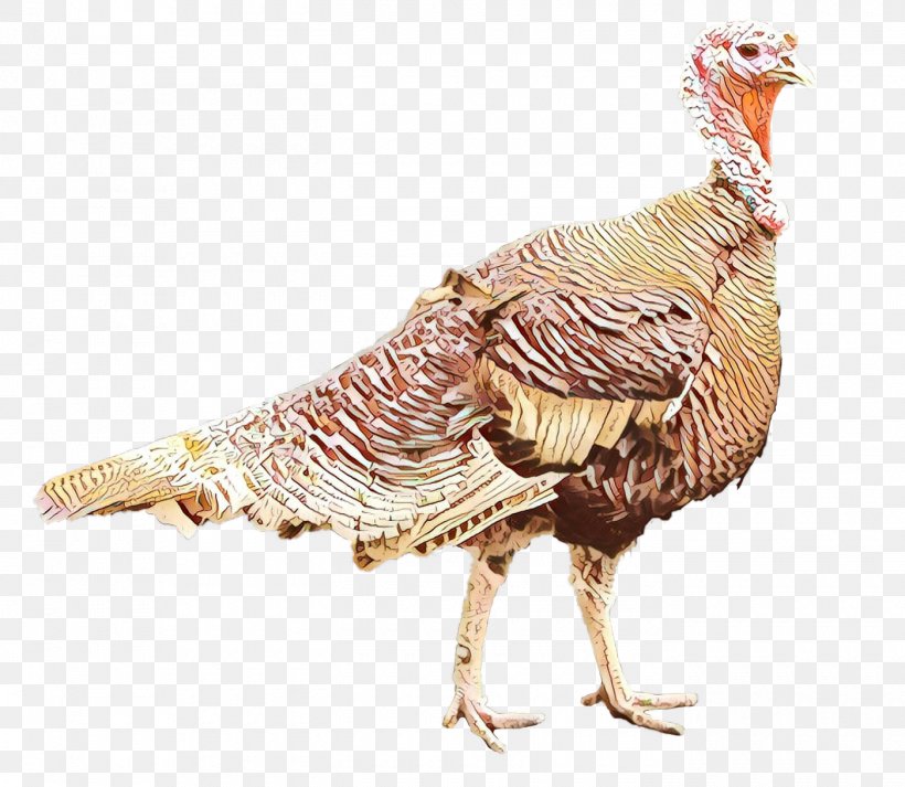 Turkey Cartoon, PNG, 1400x1219px, Wild Turkey, Animal, Beak, Bird, Character Download Free