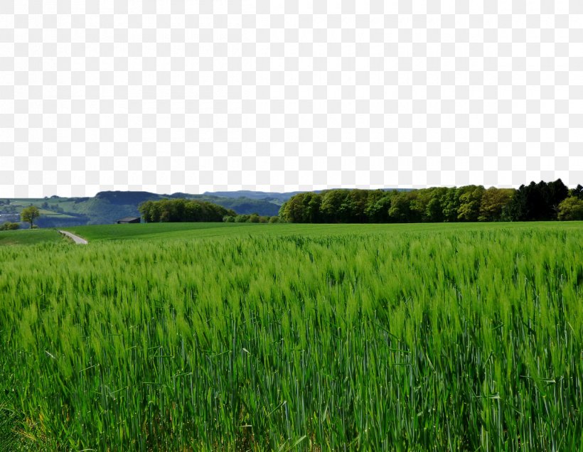 Aojiru Barley Wheat Photography, PNG, 1200x931px, Aojiru, Agriculture, Barley, Caryopsis, Cereal Download Free