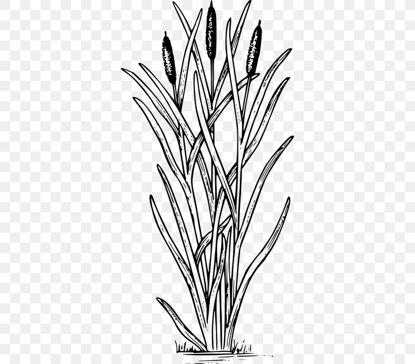 Coloring Book Typha Latifolia Swamp Aquatic Plants, PNG, 360x720px, Coloring Book, Aquatic Plants, Black And White, Branch, Cattail Download Free