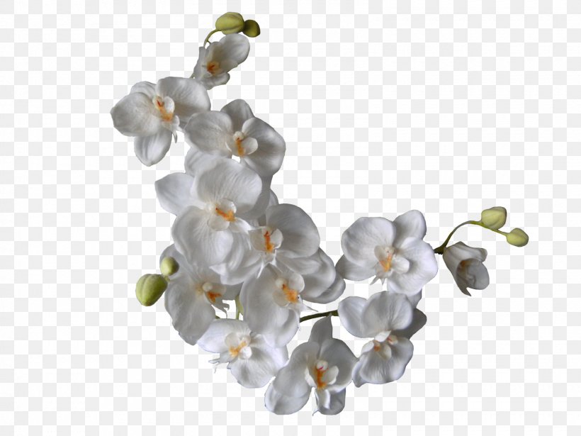 Flower Orchids Clip Art, PNG, 1600x1200px, Flower, Body Jewelry, Color, Fashion Accessory, Gemstone Download Free