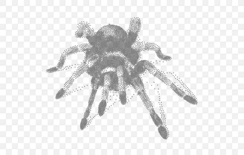 Jumping Spider Poecilotheria Metallica Goliath Birdeater Maratus Volans, PNG, 520x520px, Spider, Animal, Arachnid, Arthropod, Black And White Download Free
