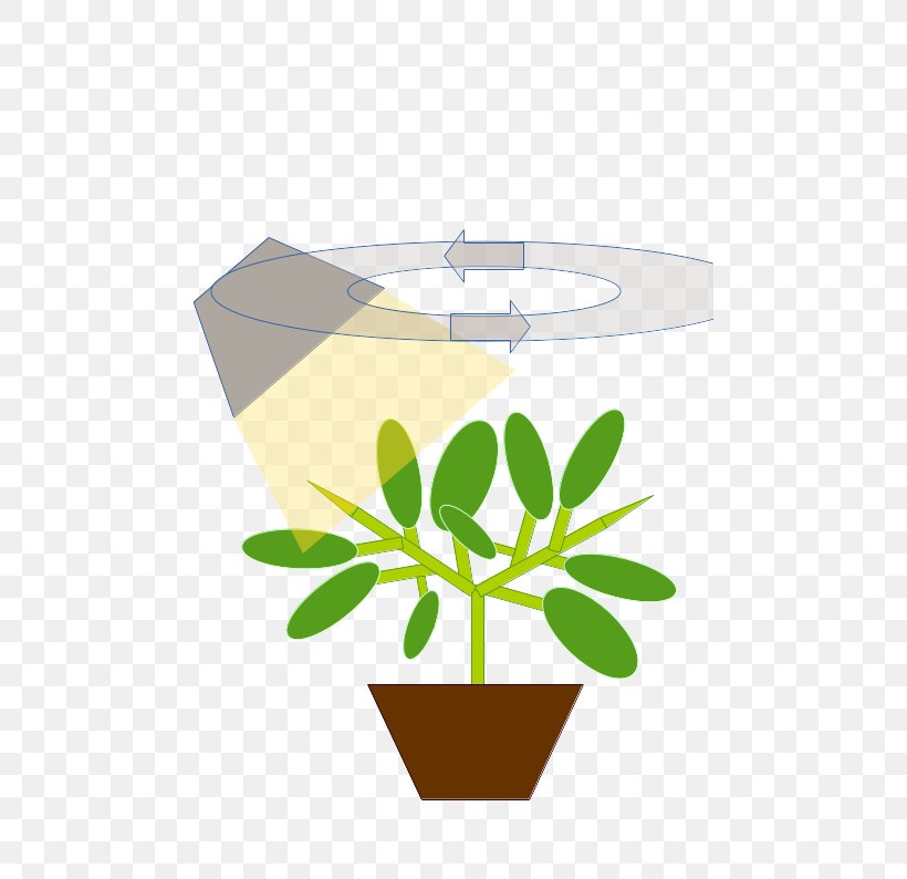 Leaf Flowerpot Clip Art, PNG, 559x794px, Leaf, Flora, Flower, Flowerpot, Grass Download Free