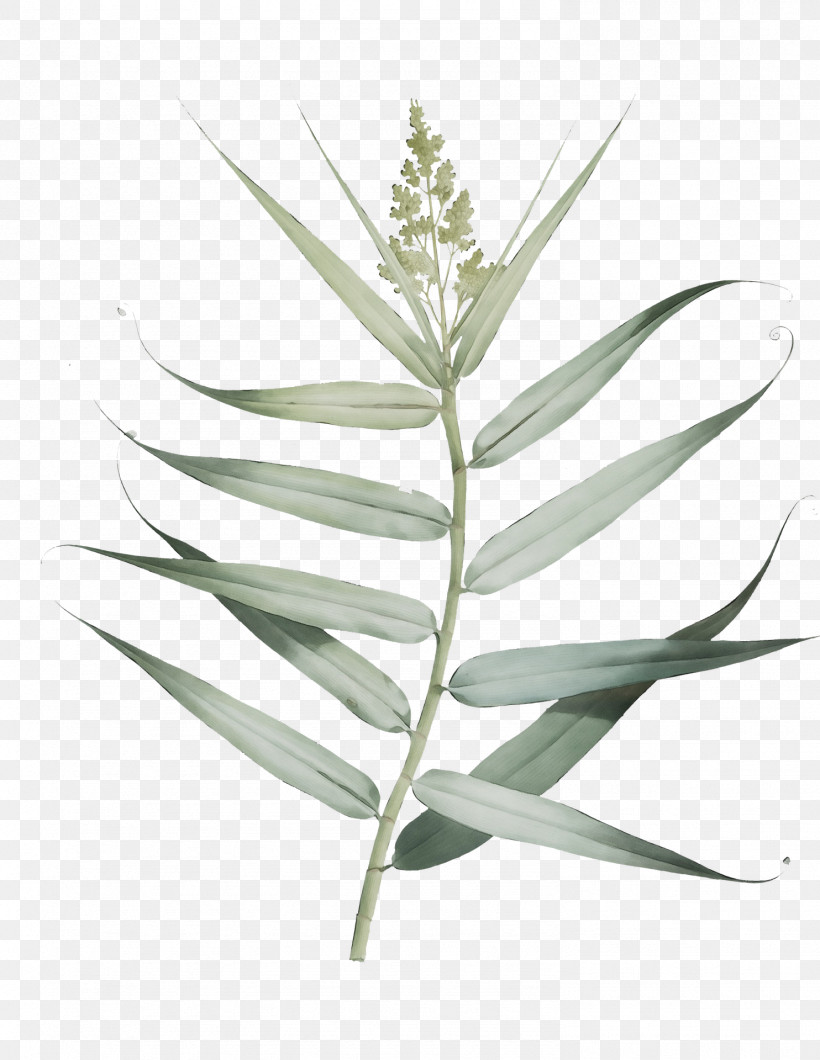 Leaf Plant Stem Herbaceous Plant Grasses Lawn, PNG, 1484x1920px, Watercolor, Algae, Biology, Branch, Grasses Download Free