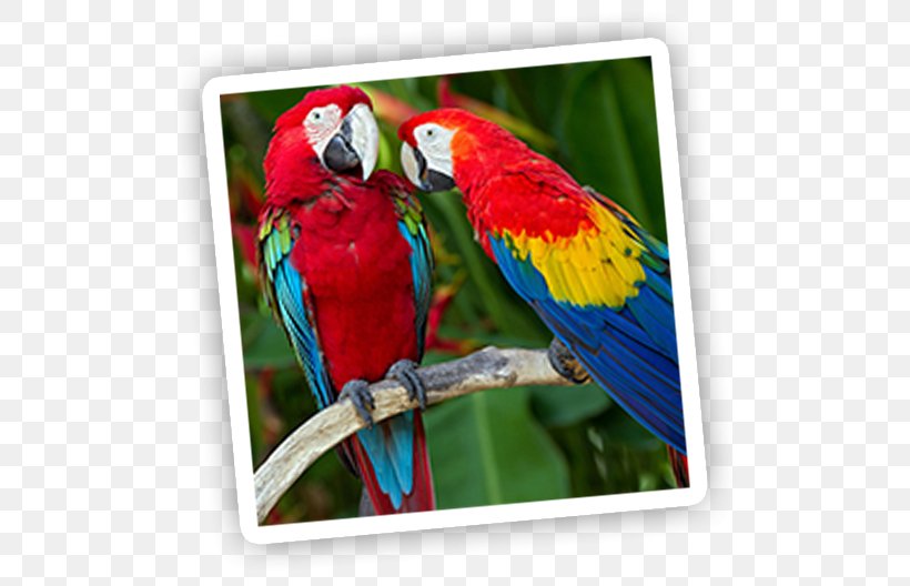 Parrot Bird Red-and-green Macaw Scarlet Macaw, PNG, 537x528px, Parrot, Beak, Bird, Blueandyellow Macaw, Common Pet Parakeet Download Free