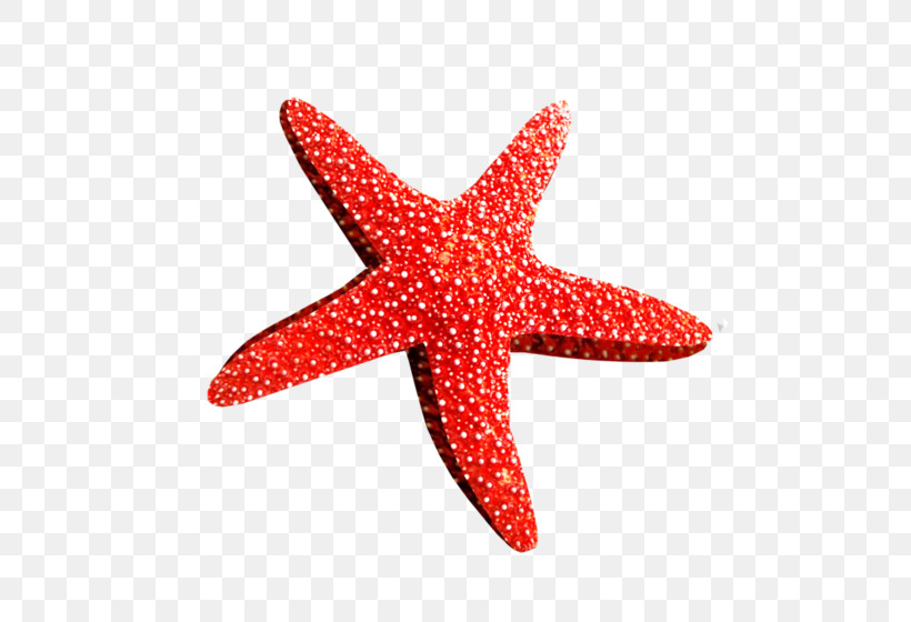 Starfish Red Pink Pattern, PNG, 600x560px, Starfish, Pink, Red Download Free
