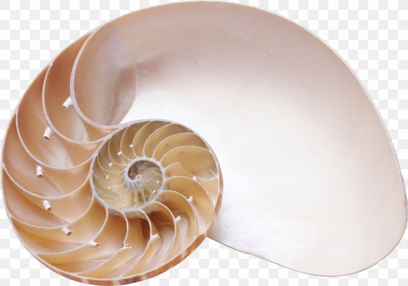 Chambered Nautilus Seashell Sea Snail Spiral, PNG, 2347x1646px, Seashell, Chambered Nautilus, Conch, Conchology, Golden Ratio Download Free