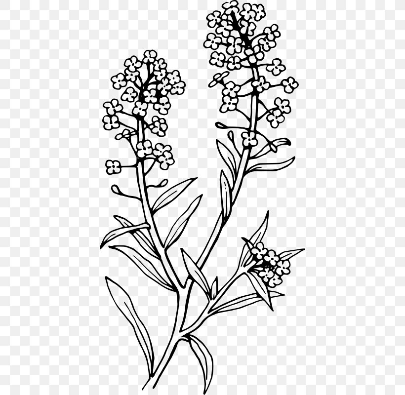 English Lavender Sweet Alyssum Color Plants, PNG, 416x800px, English Lavender, Area, Art, Black And White, Botany Download Free