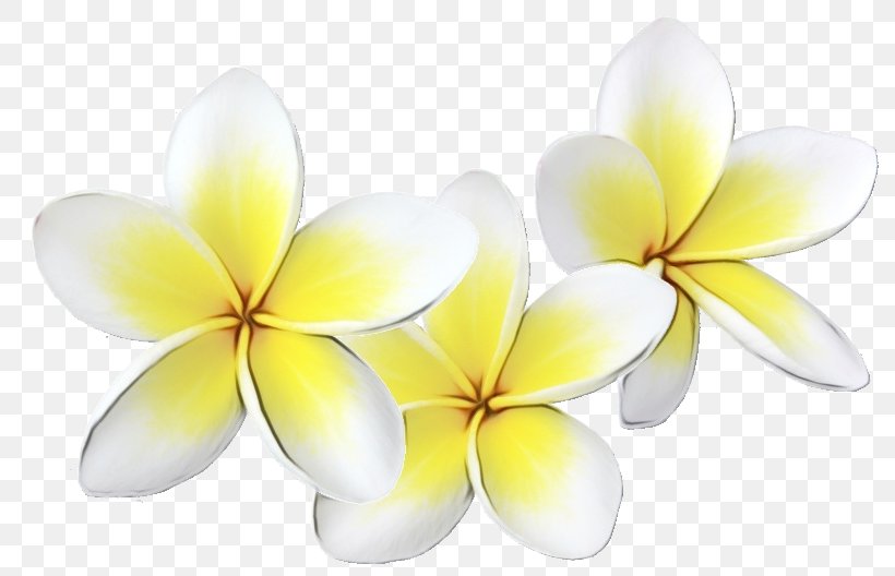 Frangipani Flower Petal Yellow Plant, PNG, 800x528px, Watercolor, Flower, Frangipani, Paint, Petal Download Free