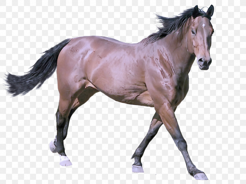 Horse Animal Figure Stallion Mane Mare, PNG, 2242x1679px, Horse, Animal Figure, Liver, Mane, Mare Download Free