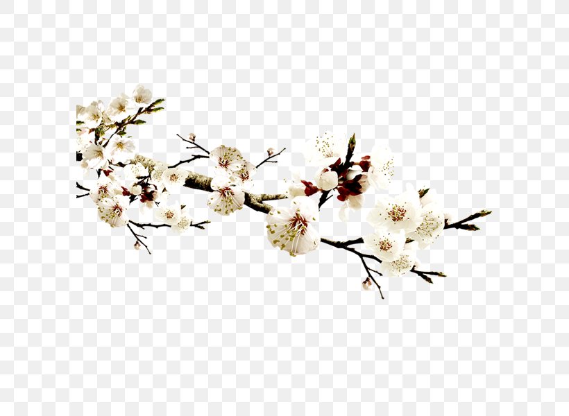 Wholesale Template Icon, PNG, 600x600px, Wholesale, Advertising, Blossom, Branch, Cherry Blossom Download Free
