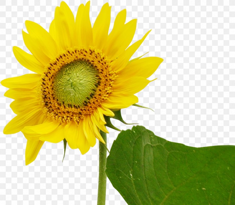 Common Sunflower Download, PNG, 933x815px, Common Sunflower, Daisy Family, Flower, Flowering Plant, Google Images Download Free