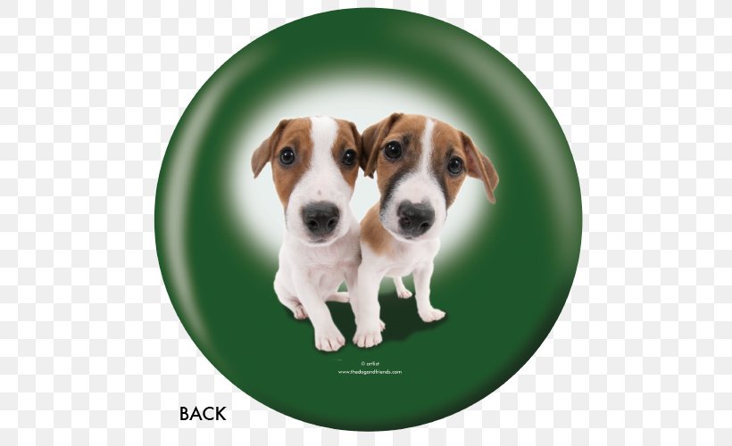 Jack Russell Terrier English Foxhound Dog Breed Parson Russell Terrier Tenterfield Terrier, PNG, 500x500px, Jack Russell Terrier, American Foxhound, Animal, Carnivoran, Companion Dog Download Free