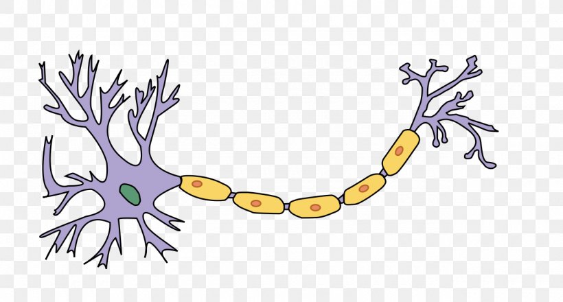 Neuron Axon Nervous System Nerve Myelin, PNG, 1280x688px, Neuron, Action Potential, Anatomy, Art, Artwork Download Free