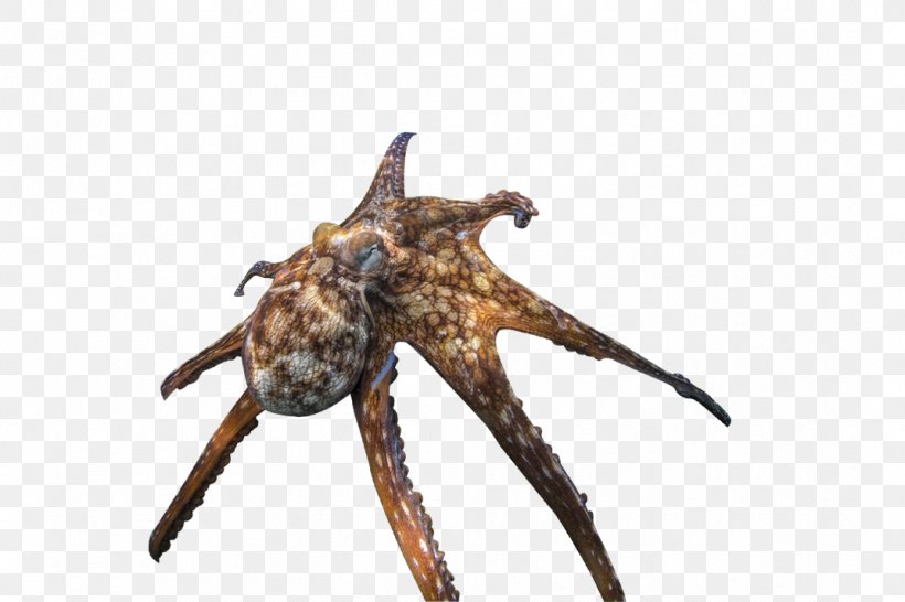 Octopus Sea Turtle Terrestrial Animal, PNG, 1072x715px, Octopus, Animal, Animal Source Foods, Arthropod, Breaking News Download Free