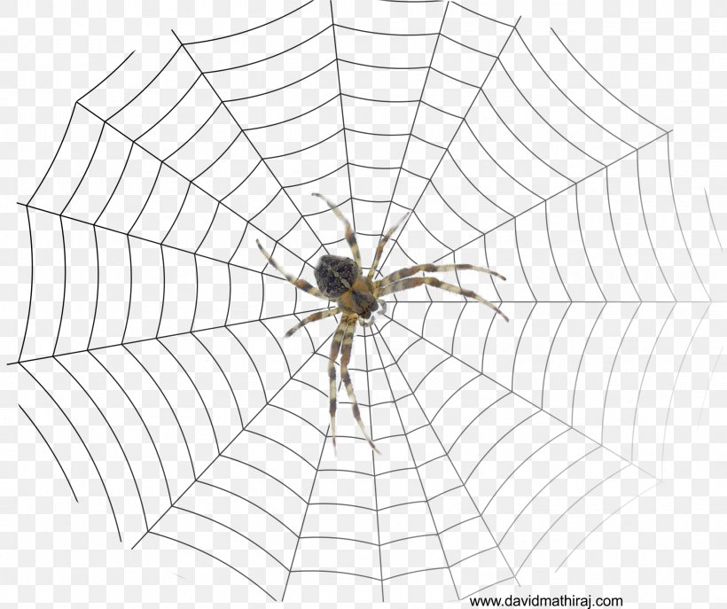 Spider Web The Bible: The Old And New Testaments: King James Version Drawing, PNG, 1873x1570px, Spider, Animal, Arachnid, Area, Arthropod Download Free