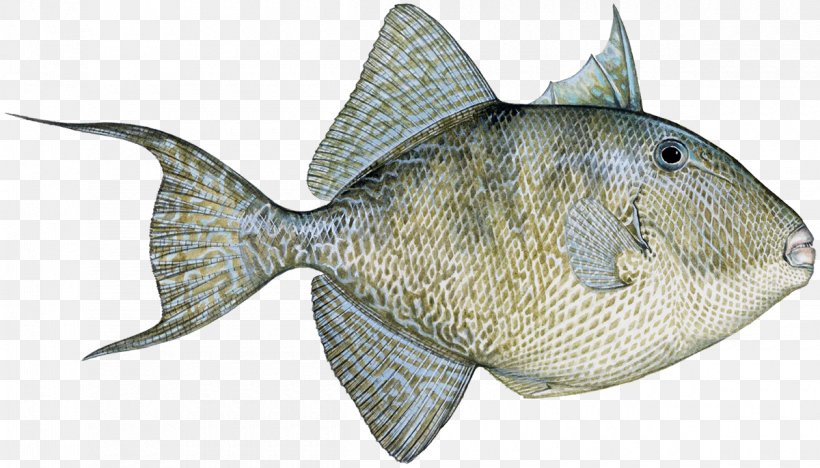Tilapia Clown Triggerfish Grey Triggerfish Queen Triggerfish, PNG, 1200x686px, Tilapia, Animal Source Foods, Clown Triggerfish, Fauna, Fin Download Free