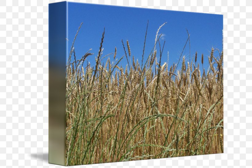 Triticale Vetiver Rye Ecoregion Prairie, PNG, 650x547px, Triticale, Cereal, Chrysopogon, Chrysopogon Zizanioides, Commodity Download Free