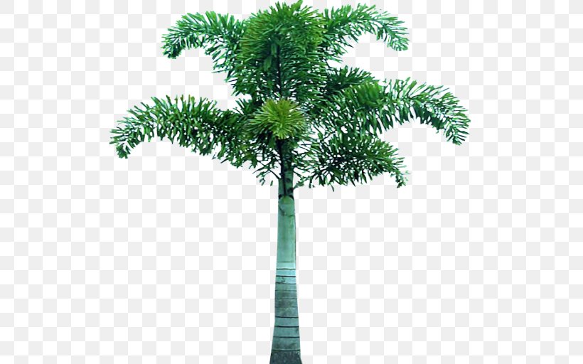 Arecaceae Tree Evergreen Clip Art, PNG, 512x512px, Arecaceae, Arecales, Branch, Conifer, Evergreen Download Free