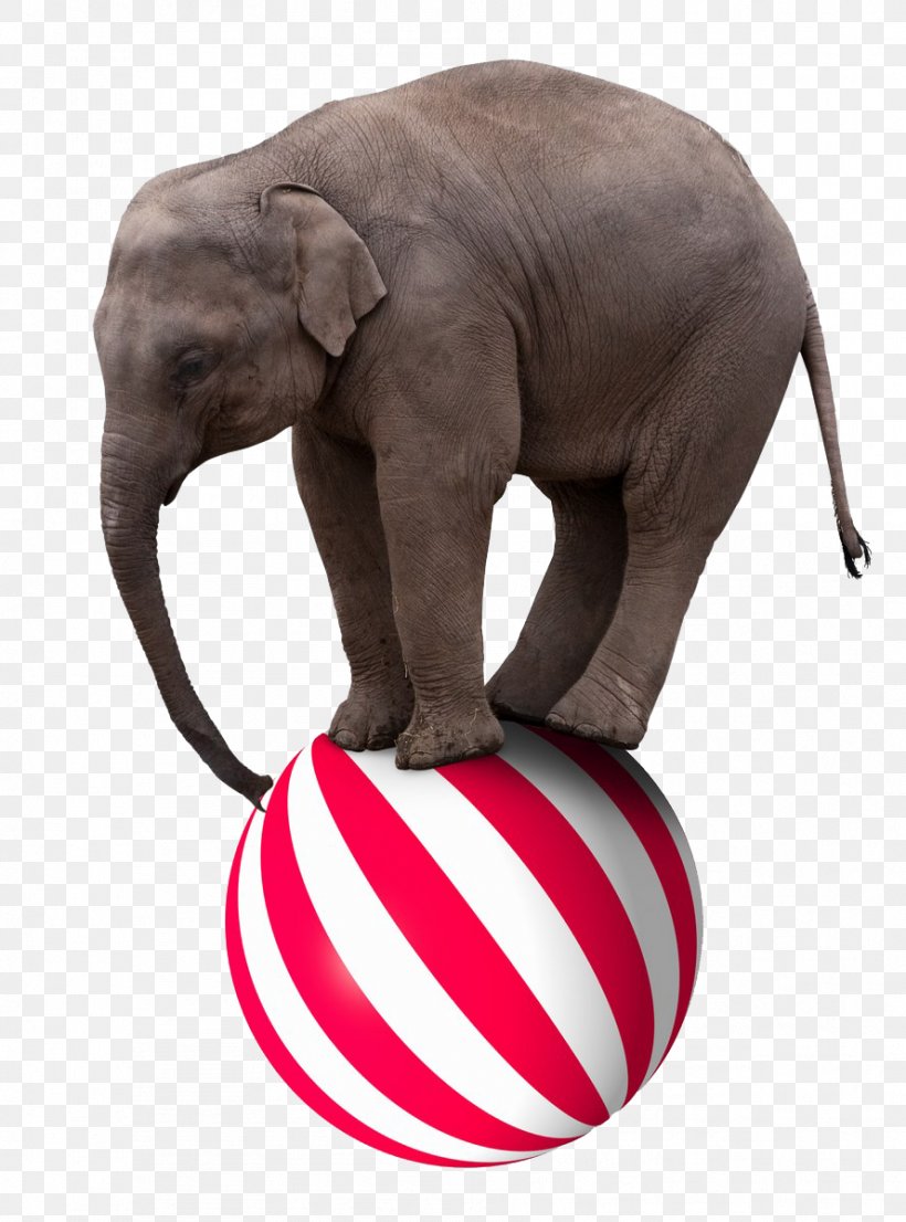 Elephant Circus Stock Photography Royalty-free Clip Art, PNG, 889x1200px, Elephant, African Elephant, Circus, Dumbo, Elephants And Mammoths Download Free