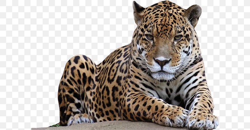 Leopard Lion Jaguar, PNG, 618x425px, Leopard, Big Cats, Carnivoran, Cat Like Mammal, Cheetah Download Free