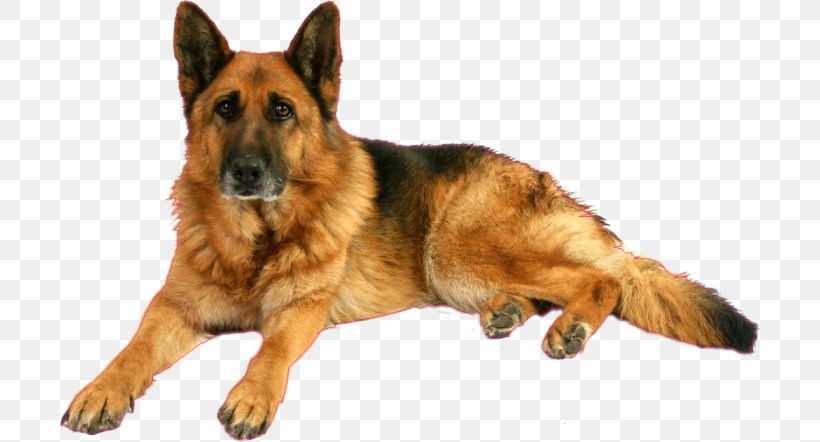 Old German Shepherd Dog King Shepherd Kunming Wolfdog Tervuren, PNG, 700x442px, Old German Shepherd Dog, Breed, Carnivoran, Companion Dog, Dog Download Free