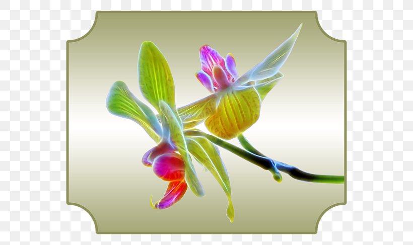 Orchids Clip Art, PNG, 600x487px, Orchids, Art Museum, Dragon, Flora, Flower Download Free