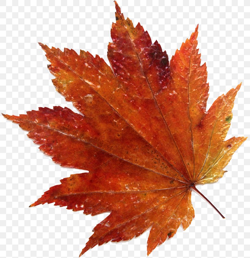 Maple Leaf Photography Japanese Maple, PNG, 813x844px, Leaf, Acer Japonicum, Birch, Getty Images, Japanese Maple Download Free