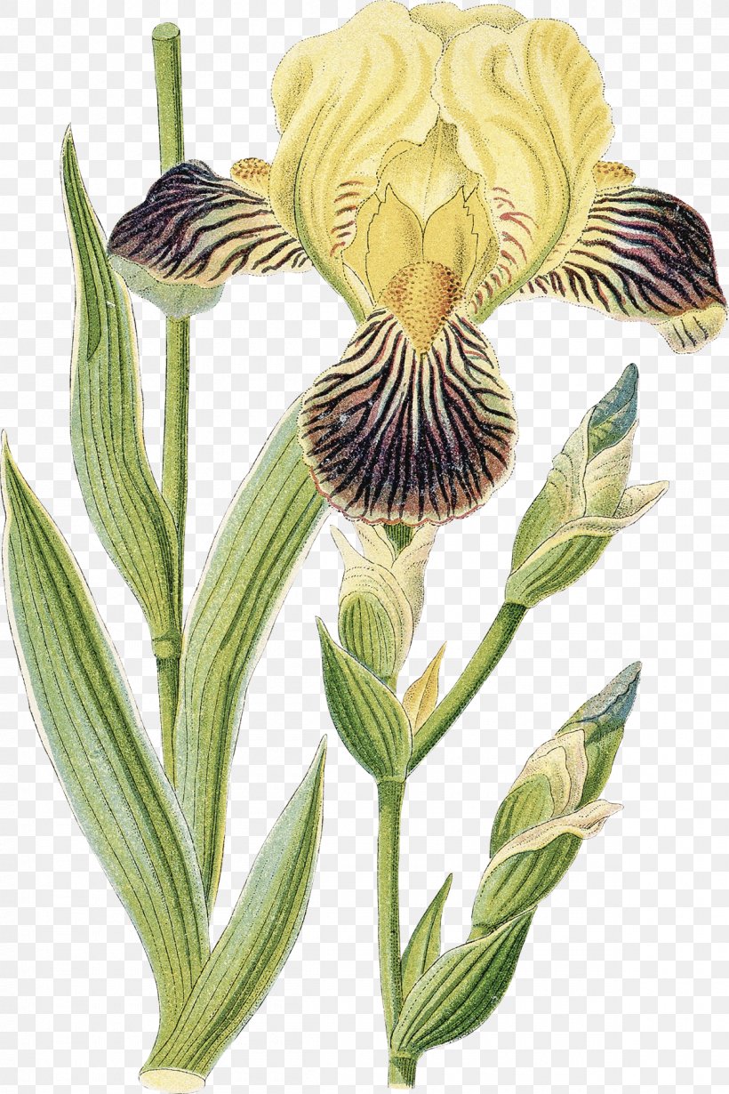 Orris Root Iris Germanica Iris Croatica Stock Photography, PNG, 1200x1800px, Orris Root, Alstroemeriaceae, Flower, Flowering Plant, Getty Images Download Free