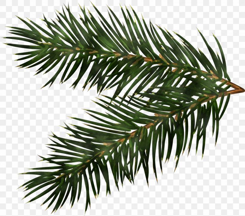Christmas Pine Branch, PNG, 3000x2644px, Shortleaf Black Spruce, American Larch, Balsam Fir, Branch, Canadian Fir Download Free