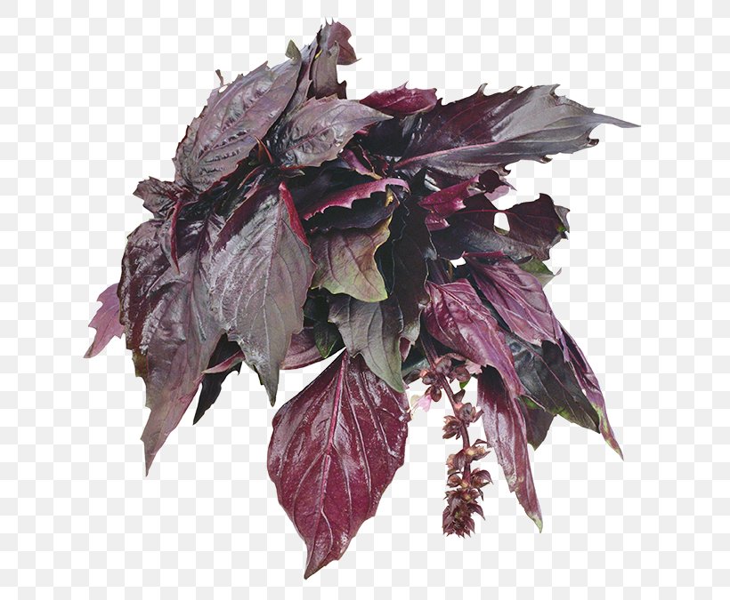 Beefsteak Plant Basil Zagavory Herb Mints, PNG, 648x675px, Beefsteak Plant, Apartment, Basil, Flower, Herb Download Free