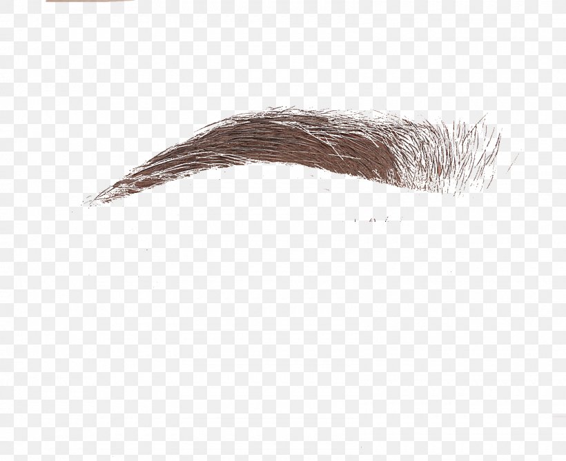 Eyebrow, PNG, 1600x1307px, Eyebrow Download Free