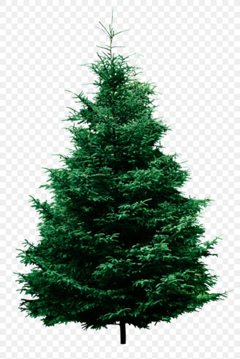 Fraser Fir Pine Tree Clip Art, PNG, 800x1223px, Fraser Fir, Balsam Fir, Biome, Christmas, Christmas Decoration Download Free
