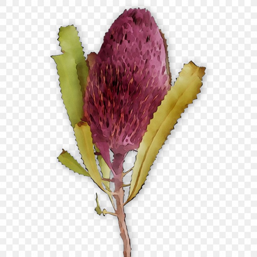 Herbaceous Plant Plant Stem Bud Flowering Plant Plants, PNG, 1008x1008px, Herbaceous Plant, Botany, Bud, Flower, Flowering Plant Download Free