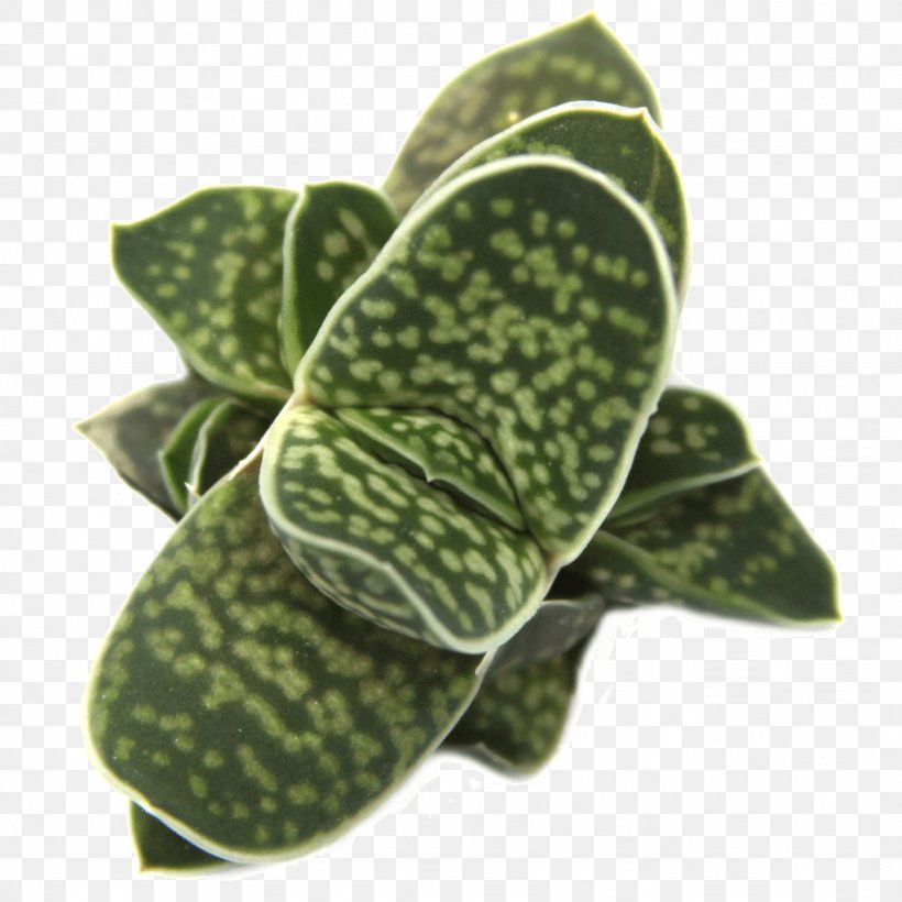 Leaf Gasteria Succulent Plant Haworthia, PNG, 1024x1024px, Leaf, Aloe, Asphodelaceae, Asphodeloideae, Cactaceae Download Free
