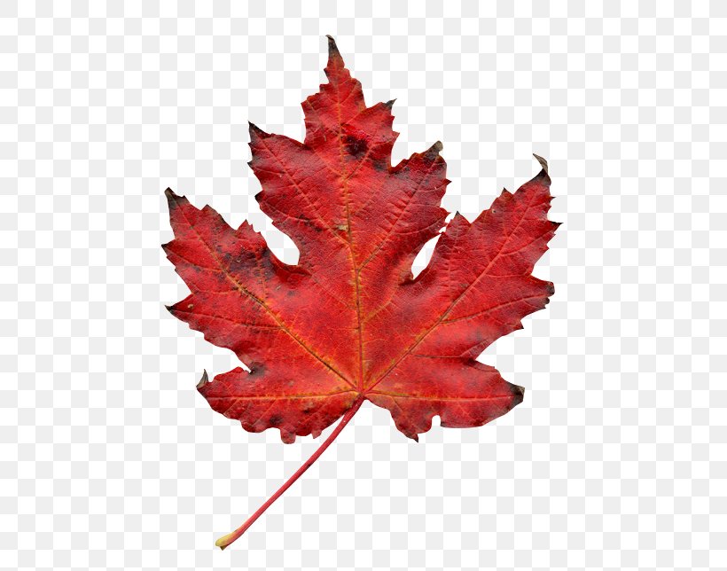 Autumn Leaf Color, PNG, 591x644px, Autumn Leaf Color, Autumn, Eye, Leaf, Maple Leaf Download Free