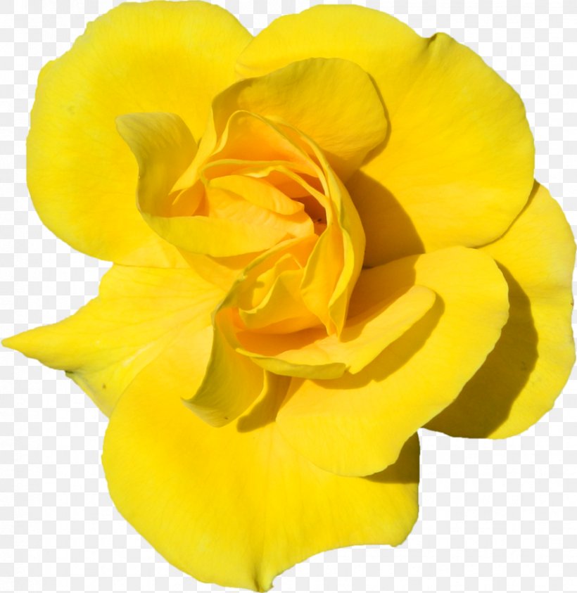 Garden Roses Floribunda Cut Flowers Petal, PNG, 882x907px, Garden Roses, Closeup, Cut Flowers, Floribunda, Flower Download Free