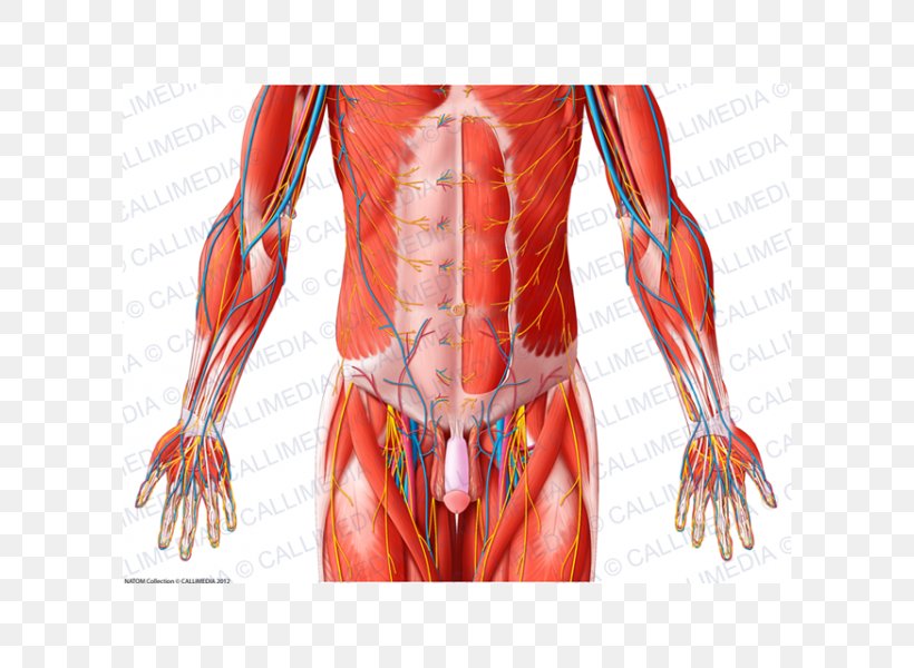Hip Pelvis Abdomen Muscle Human Body, PNG, 600x600px, Watercolor, Cartoon, Flower, Frame, Heart Download Free