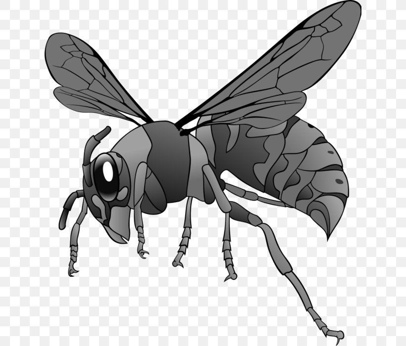 Hornet Bee Clip Art, PNG, 640x700px, Hornet, Arthropod, Bee, Black And White, Drawing Download Free