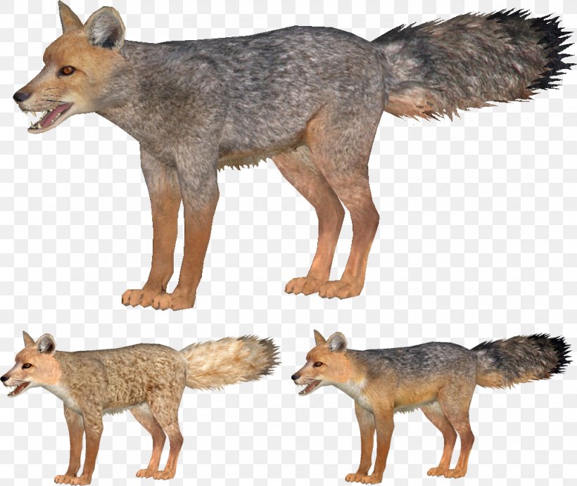 Jackal Coyote Gray Fox Red Fox Kit Fox, PNG, 1020x860px, Jackal, Animal, Carnivoran, Coyote, Culpeo Download Free