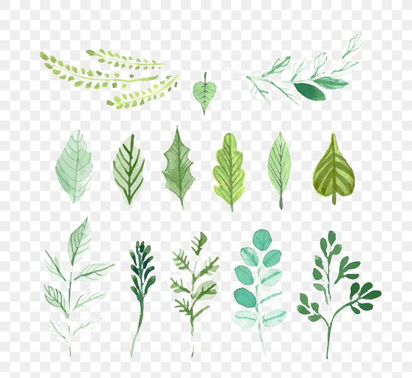 Leaf Green Painting, PNG, 800x752px, Leaf, Branch, Drawing, Fern, Flora Download Free